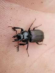 Platycerus depressus