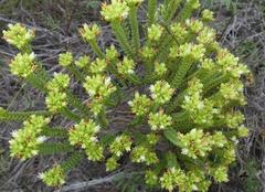 Crassula ericoides ericoides