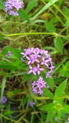 Crusea hispida