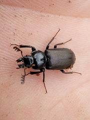 Platycerus depressus