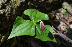 Trillium sulcatum
