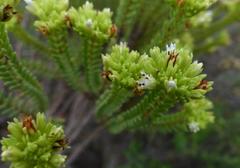 Crassula ericoides ericoides