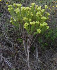 Crassula ericoides ericoides