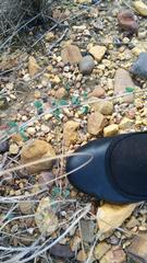 Cissampelos capensis