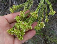 Crassula ericoides ericoides