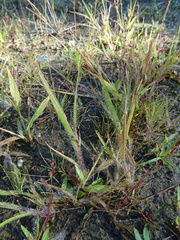 Panicum philadelphicum