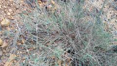 Cissampelos capensis