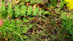 Spilostethus saxatilis