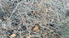 Cissampelos capensis