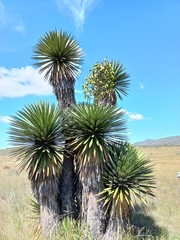 Yucca carnerosana