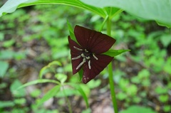 Trillium vaseyi