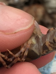 Faxonius erichsonianus