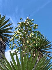 Yucca carnerosana