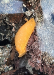 Dendrodoris citrina image