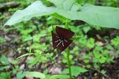 Trillium vaseyi