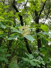 Cotinus obovatus