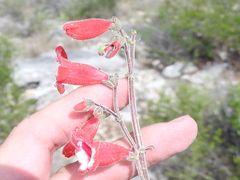 Penstemon baccharifolius