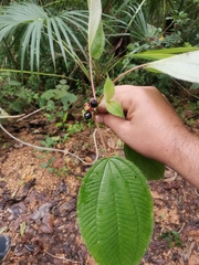 Miconia vallartensis