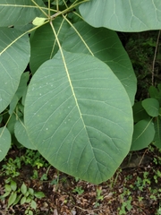 Cotinus obovatus
