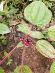 Miconia vallartensis