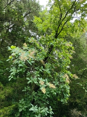 Cotinus obovatus