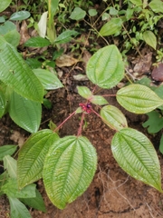 Miconia vallartensis