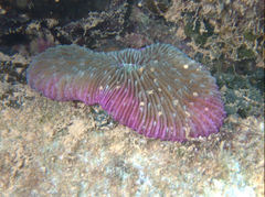 Fungia fungites