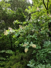 Cotinus obovatus