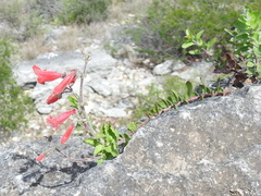 Penstemon baccharifolius