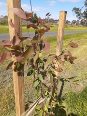 Eucalyptus yarraensis
