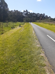 Eucalyptus yarraensis