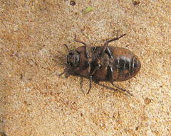 Gonocephalum simplex simplex