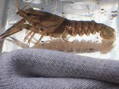 Faxonius erichsonianus