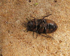 Gonocephalum simplex simplex