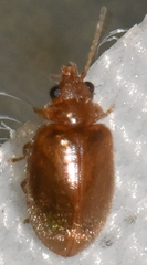 Contacyphon variabilis