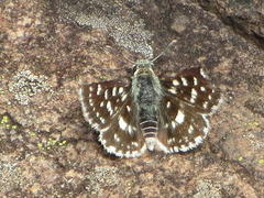 Spialia ferax