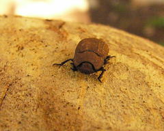 Gonocephalum simplex simplex