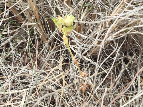 Image of Euphorbia longicruris by (c) Sam Kieschnick, some rights reserved (CC BY)