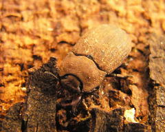 Gonocephalum simplex simplex