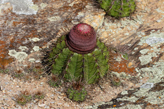 Melocactus ernestii