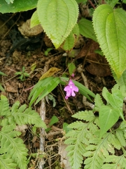 Epidendrum longicaule