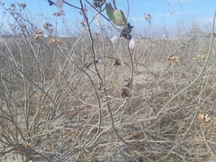 Gossypium barbadense
