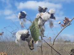 Gossypium barbadense