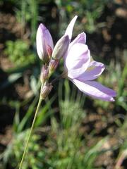 Ixia flexuosa