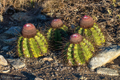 Melocactus ernestii