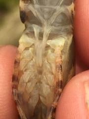 Faxonius erichsonianus