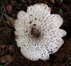 Termitomyces reticulatus