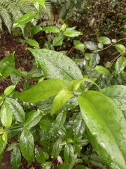 Geniostoma ligustrifolium