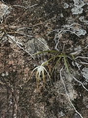 Brassavola cucullata