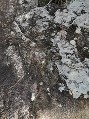 Brassavola cucullata